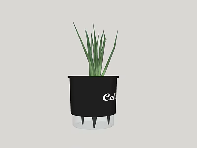 Bonsai Potted Plant In Black Pot With Slender Green Leaves And Cath Lettering 3d model