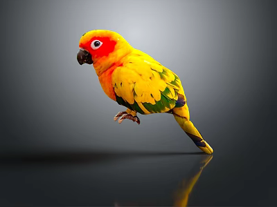 Vibrant Parrot With Yellow Green Red Plumage Red Eye Ring On Black Surface Grey Background 3d model