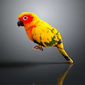 Vibrant Parrot With Yellow Green Red Plumage Red Eye Ring On Black Surface Grey Background