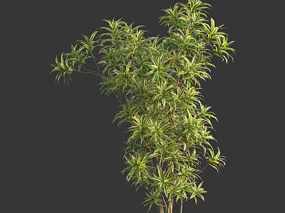 Lush Decorative Shrub With Green And Yellow Leaves For Garden Landscaping 3d model