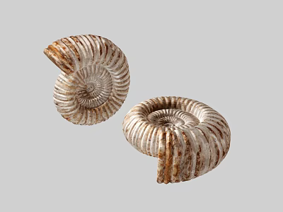 Modern Fossil Conch Fossil 3d model
