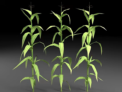 Corn Plants With Green Leaves And Upright Stems In Healthy Growth Stage 3d model