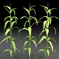 Corn Plants With Green Leaves And Upright Stems In Healthy Growth Stage