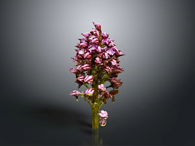 Purple Orchid Plant With Dense Vibrant Flowers On Dark Background 3d model