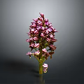 Purple Orchid Plant With Dense Vibrant Flowers On Dark Background