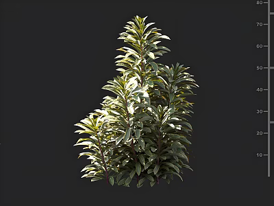 Vibrant Green Shrub With Lush Dense Foliage For Outdoor Garden Landscaping Design 3d model