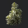 Vibrant Green Shrub With Lush Dense Foliage For Outdoor Garden Landscaping Design