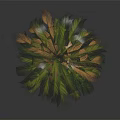 Palm Tree Featuring Green And Blue Green Fronds With Brown Scaly Trunk Base
