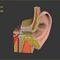 Human Ear Anatomical Structure Detailed Model With Inner Middle Outer Parts And Colorful Sections