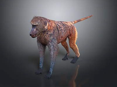 Brown Fur Baboon Standing In 3D Model With Dark Background And Reflection 3d model