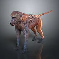 Brown Fur Baboon Standing In 3D Model With Dark Background And Reflection 3d model