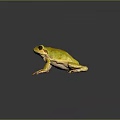 Yellow and green frog showcasing vibrant colors on dark background with detailed texture