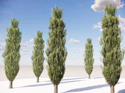 Tall Arbor Trees With Lush Foliage Against Blue Sky And White Clouds 3d model