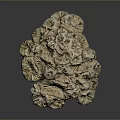 Coral Polyps Marine Life Formation With Intricate Texture In Ocean Environment