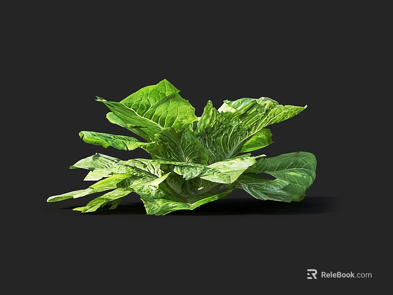 Fresh Green Lettuce with Vibrant Expanded Leaves on Black Background 3d model
