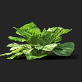 Fresh Green Lettuce with Vibrant Expanded Leaves on Black Background 3d model