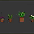 Various Hanging And Potted Plants With Green Leaves Purple White Flowers In Orange Brown Pots