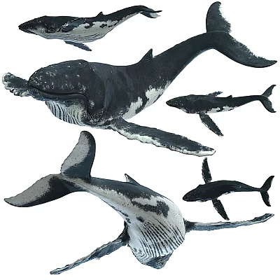 Various Aquatic Animal Species Like Whales And Sharks Swimming In Natural Marine Environment 3d model