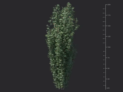Green Shrub Plant With Leafy Foliage For Garden Landscape And Natural Height 3d model