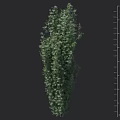 Green Shrub Plant With Leafy Foliage For Garden Landscape And Natural Height