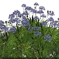 Vibrant Purple Flowers With Green Leaves Small Yellow Flowers And White Blossoms In Natural Grassland