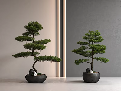 Bonsai Plant Indoor Decor With Pine Tree Black Pot On Floor Against Gray Beige Wall 3d model