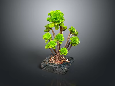 Green Succulent Plant With Multiple Branches Plump Leaves In Black Square Pot And Pebbles 3d model