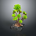 Green Succulent Plant With Multiple Branches Plump Leaves In Black Square Pot And Pebbles