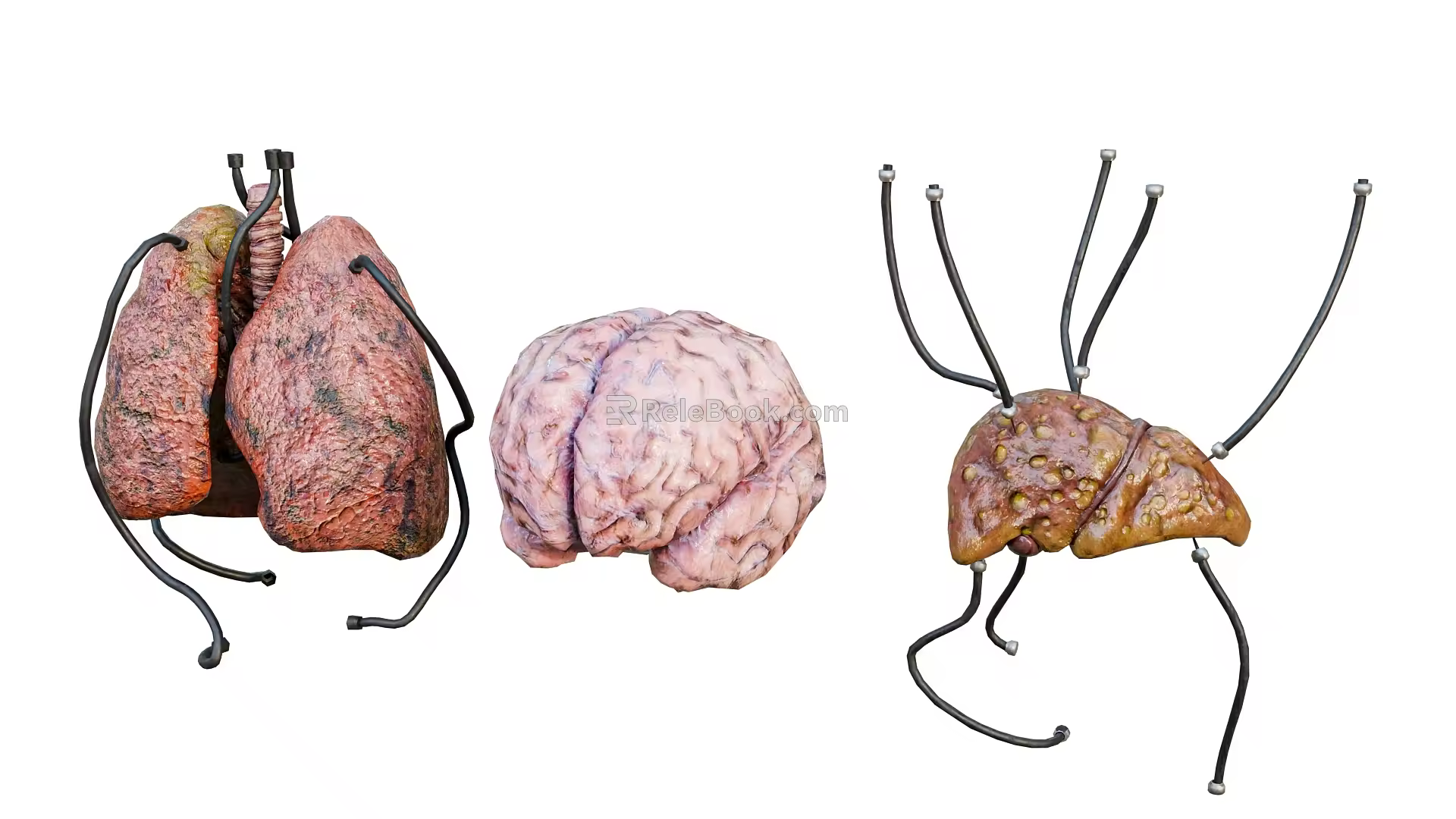 organ heart brain lung 3d model