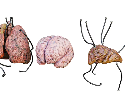 Detailed Chest Organs Anatomical Model Featuring Human Lungs Bronchial Structure For Medical Study 3d model