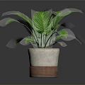 Indoor Green Potted Plant With Feathery Leaves In Brown And White Pot