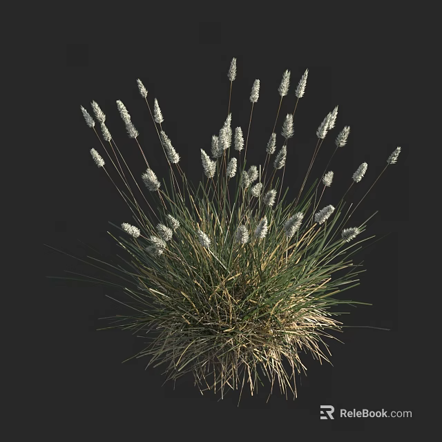 Lush Herbaceous Plant Clump With White Spiky Flowers On Black Background 3d model 