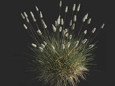 Lush Herbaceous Plant Clump With White Spiky Flowers On Black Background 3d model
