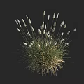 Lush Herbaceous Plant Clump With White Spiky Flowers On Black Background