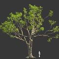 Large Tree With Thick Trunk And Lush Green Leaves With Small Figure Under