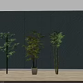 Three Bamboo Plants Indoor Decoration Near Window Against Gray Wall With White Floor