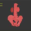 Detailed Human Abdominal Organs Anatomy Showing Kidneys Spine And Blood Vessels