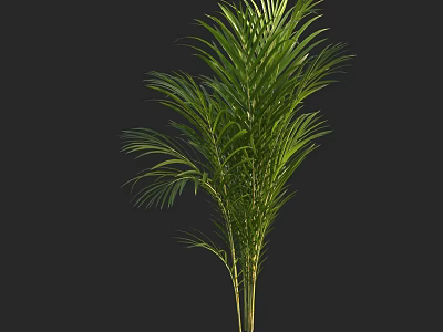 Potted Palm Plant with Thick Stems and Lush Green Foliage for Indoor Decor 3d model