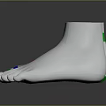 Colored Foot Model With Color Coded Sections And White Anatomical Reference Model 3d model
