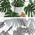 Monstera Potted Plant in White Pot on Wooden Stool with White Background