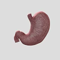 Realistic 3D Game Character Stomach Model With Pink Textured Surface and Gray Background