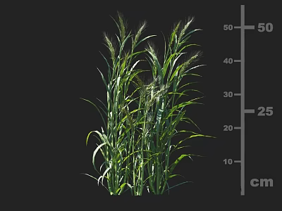 Green Growing Crop Plant With Measured Height On Ruler In Centimeters 3d model