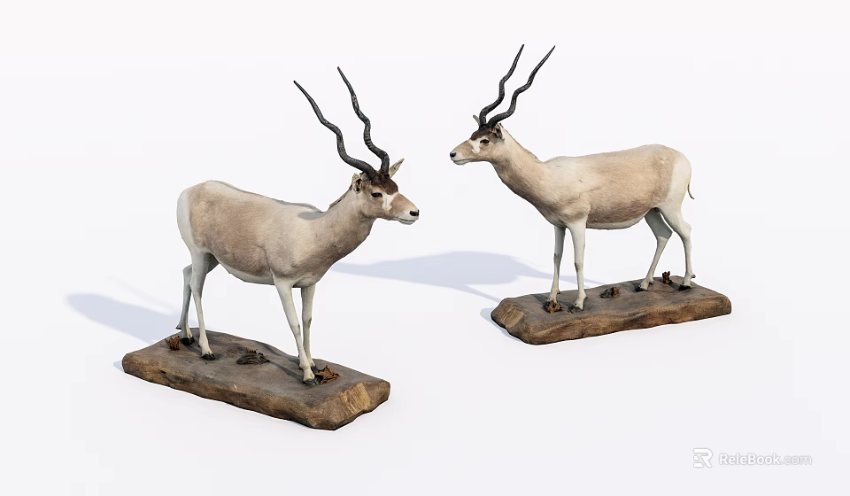 Two Reptile Specimens Placed On Wooden Bases For Decorative 3d model 