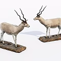 Two Reptile Specimens Placed On Wooden Bases For Decorative 3d model