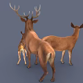 Family of Brown Deer With Adult Male Female and Spotted Baby Fawn on Gray Background