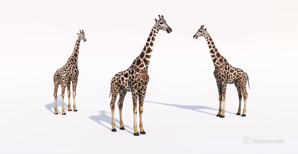 Three Giraffes Standing Together on White Background in Natural Habitat 3d model 