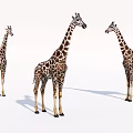 Three Giraffes Standing Together on White Background in Natural Habitat