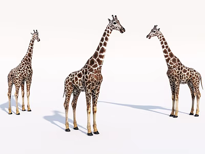Modern giraffe ruminant cloven-hoofed animal 3d model