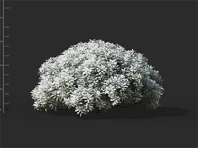 Silver White Leaf Shrub With Rounded Bushy Shape And Dense Foliage 3d model
