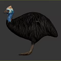 Cassowary Bird With Blue Neck Red Casque And Dark Feathers On Black Background